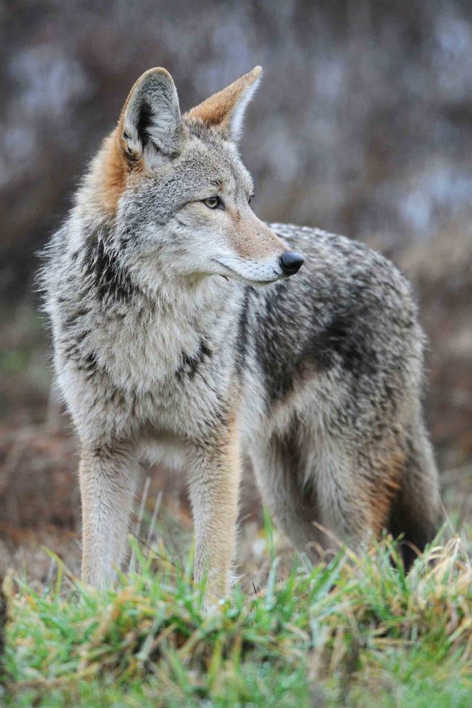 Pefferlaw Senior Fights off Coywolf Attack » Georgina Post