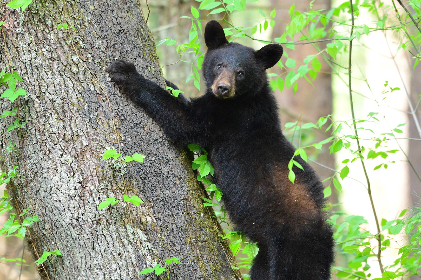 Ontario holding public consultation on making spring bear hunt permanent