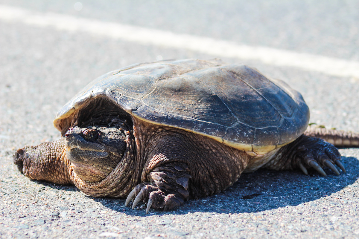 Watch for turtles on roads as nesting season begins » Georgina Post