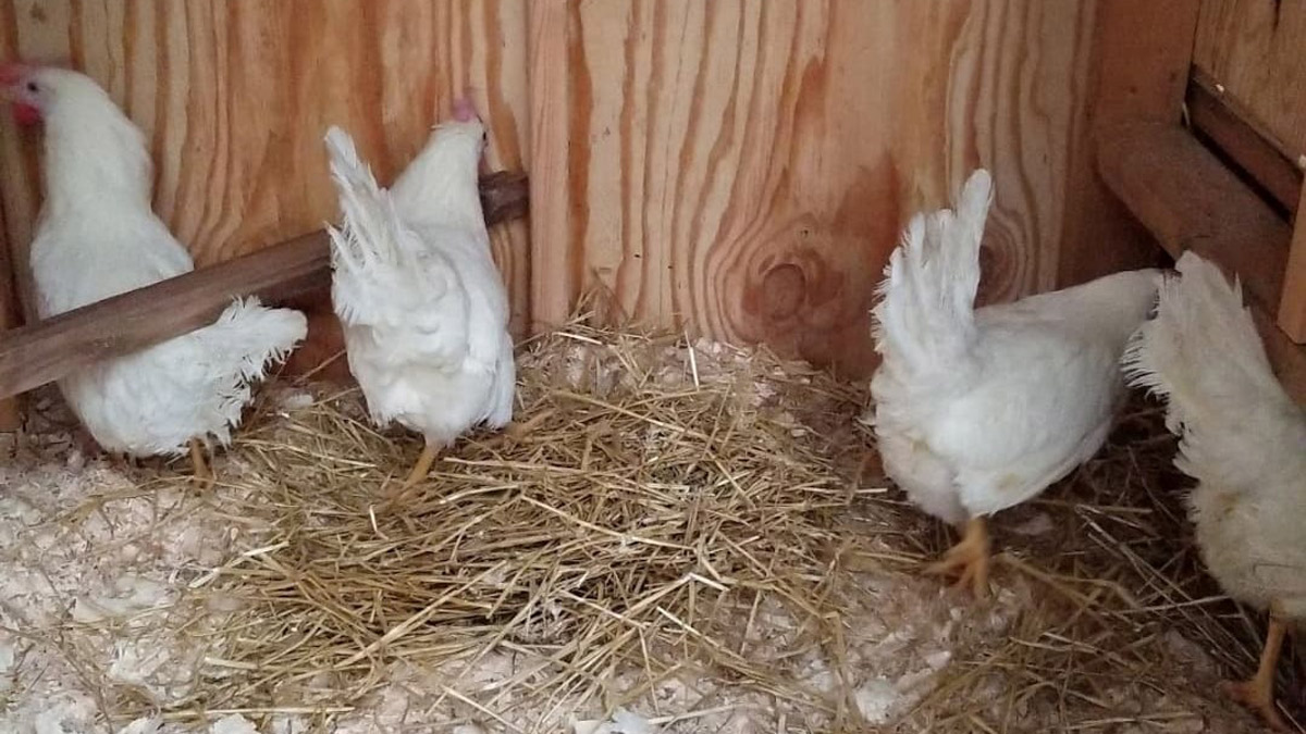 Town council approves keeping of urban backyard hens
