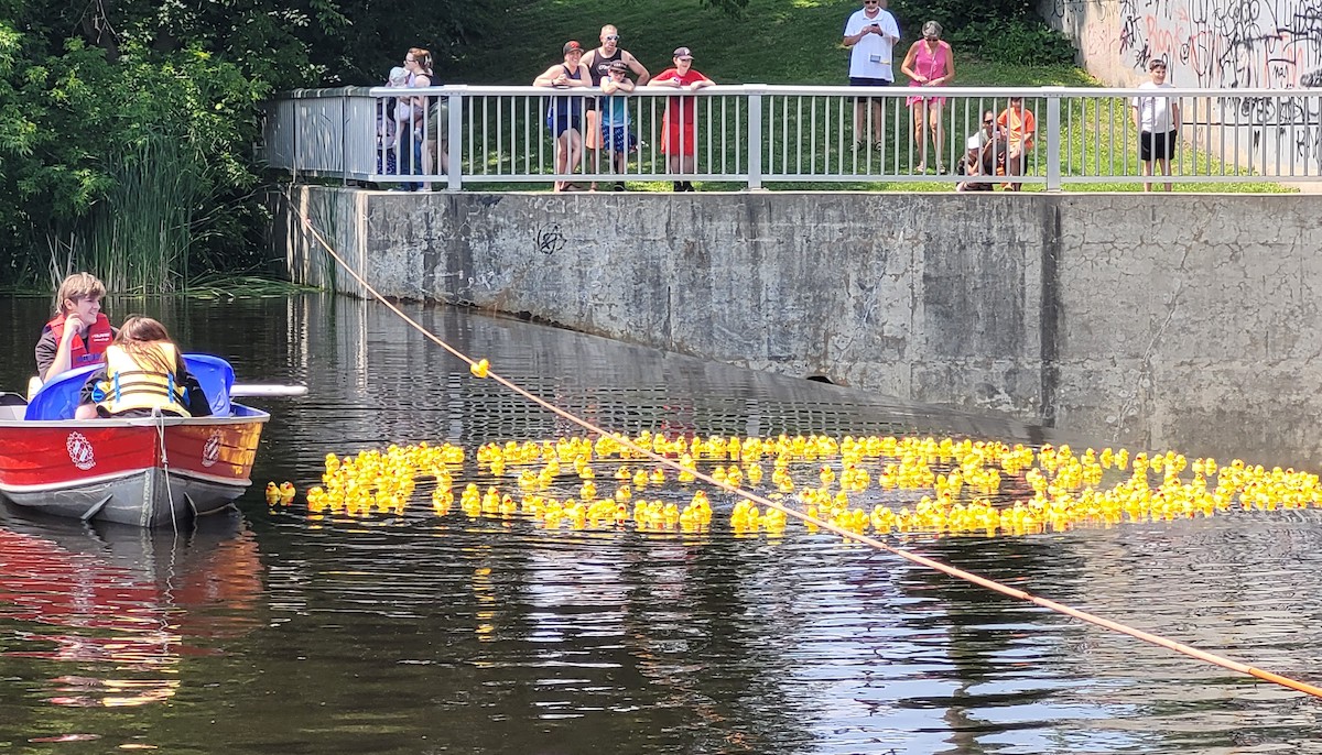 Quacking Fun: The Annual Duck Races and Festival on High Street