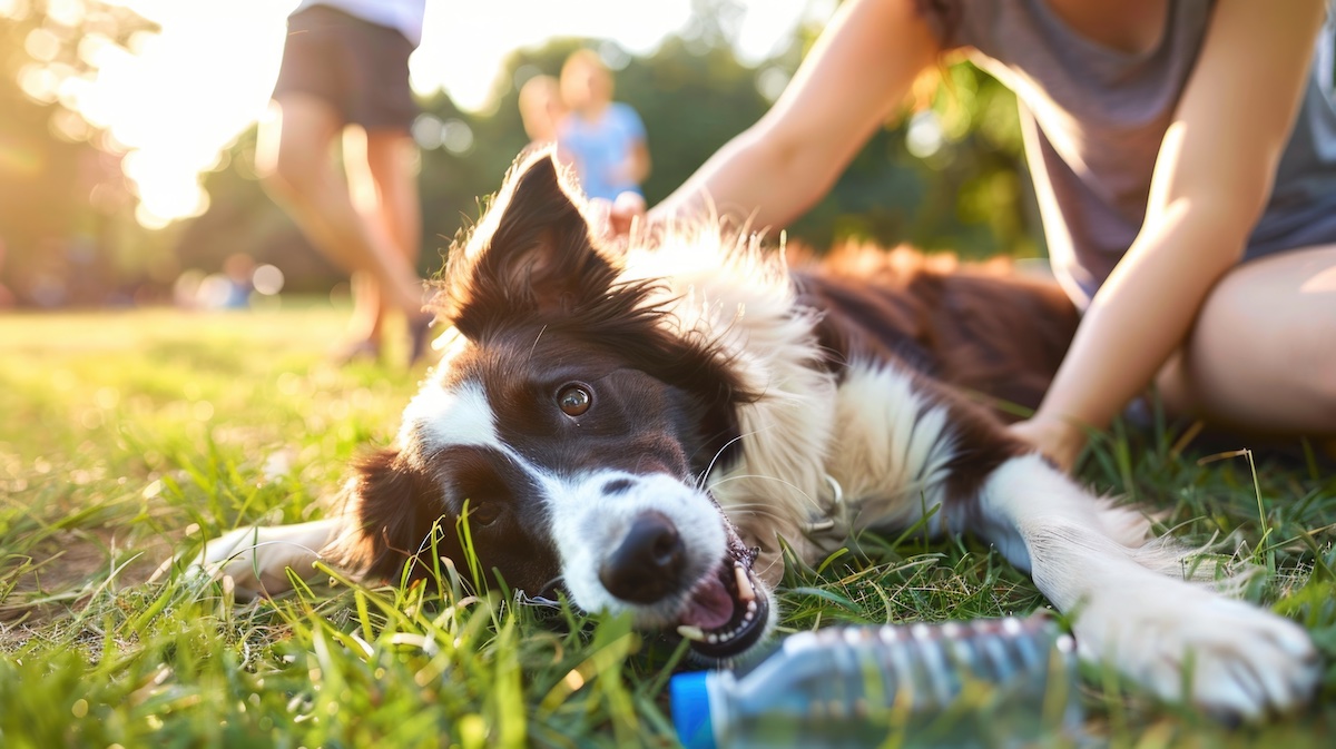Dog First Aid: New Classes to Keep Your Furry Friends Safe 